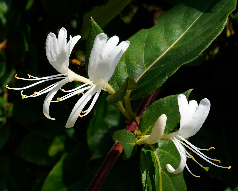 Three white Japanese honeysuckle flowers blooming along a stem, each with gracefully extended stamens and nestled among dark green leaves
