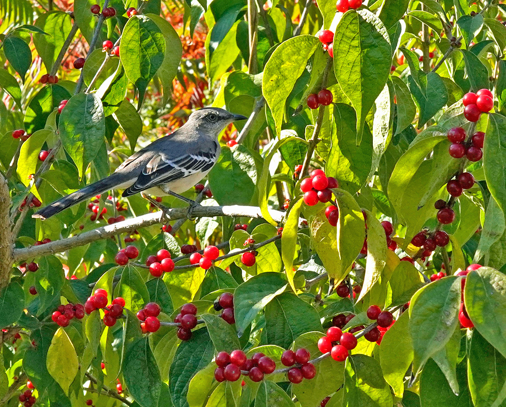 A bird perches among Lonicera maackii branches bearing paired red berries and opposite pointed green leaves