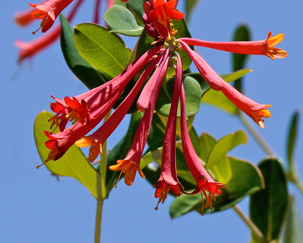 A vibrant cluster of red tubular honeysuckle flowers (Lonicera sempervirens) with yellow throats, set against a clear blue sky and oval green leaves