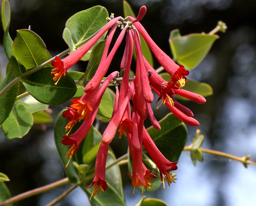 A cluster of red Lonicera sempervirens flowers with yellow throats, stigmas and stamens