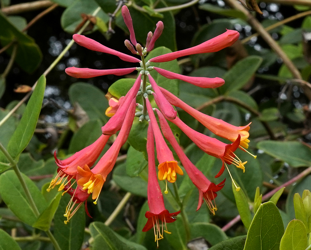 A cluster of red Lonicera sempervirens flowers with yellow throats and stamens
