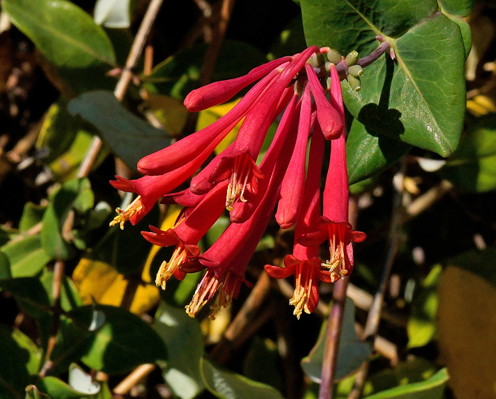 A close-up of red honeysuckle blooms (Lonicera sempervirens) with protruding yellow stamens, surrounded by glossy green leaves