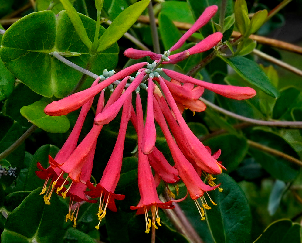A cluster of red Lonicera sempervirens flowers