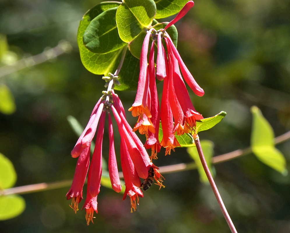 A cluster of red Lonicera sempervirens flowers with yellow stamens