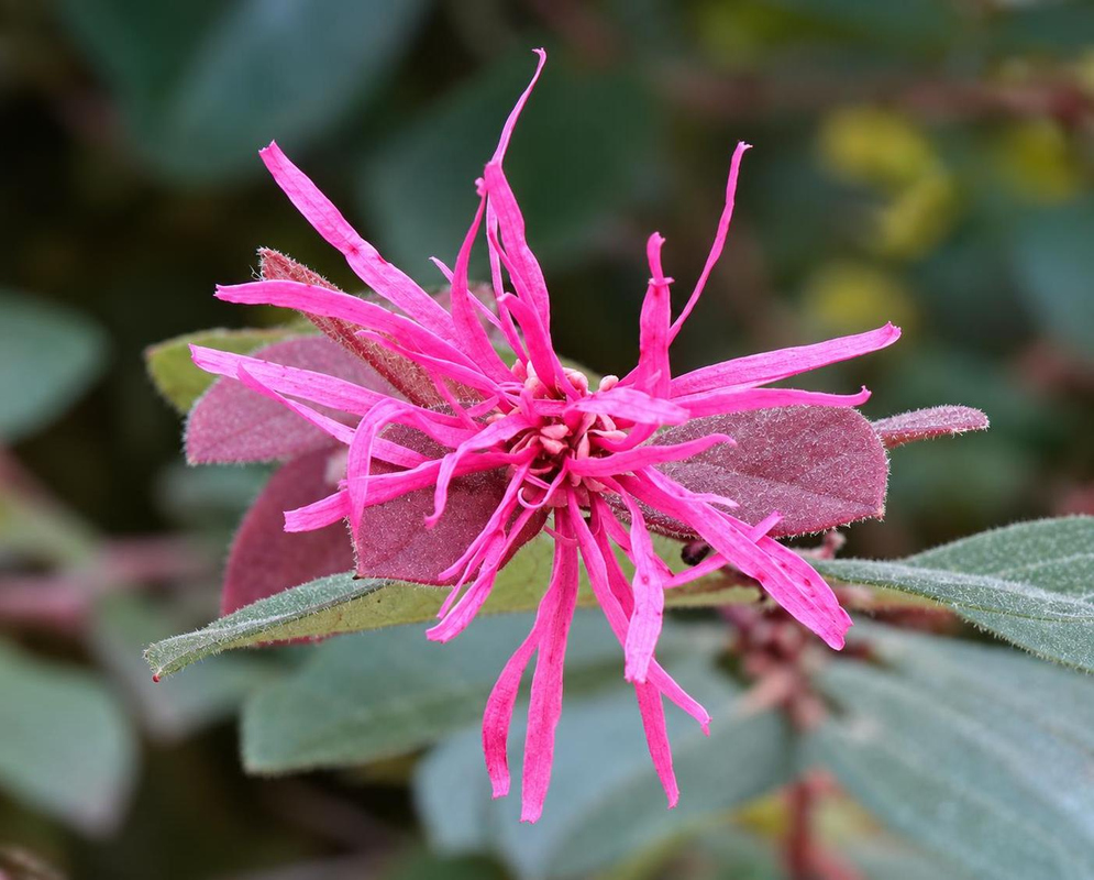Loropetalum chinense has a vivid pink flower cluster with long ribbonlike petals above small gray green leaves