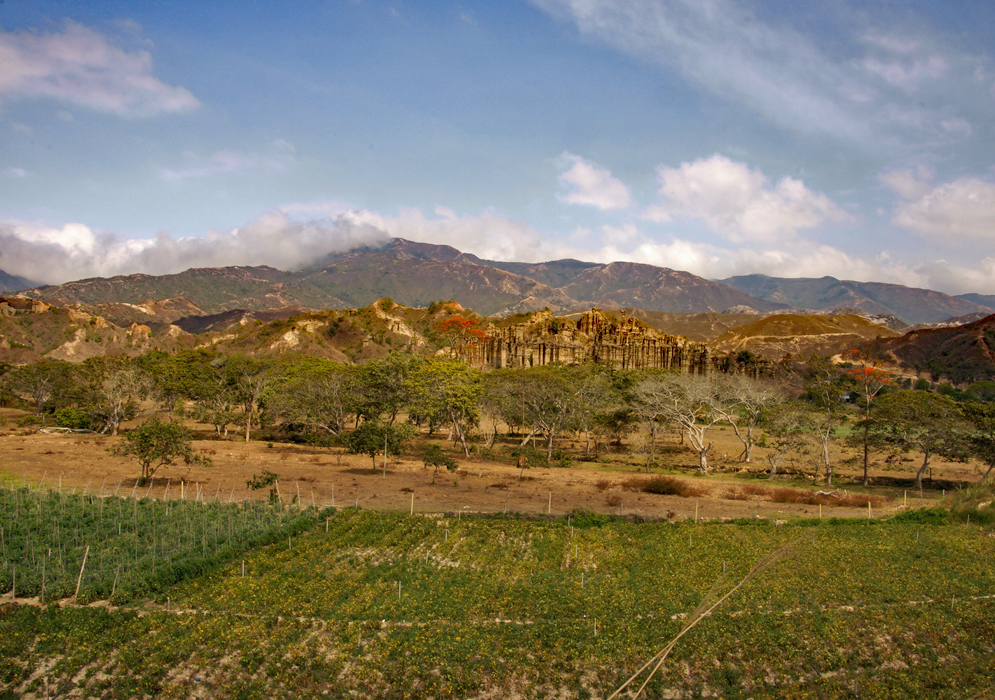 Tomato field with mountains in the background