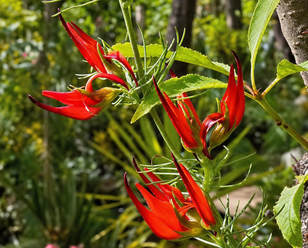 Lotus berthelotii has pointed red orange beak shaped flowers surrounded by fine silver green leaves