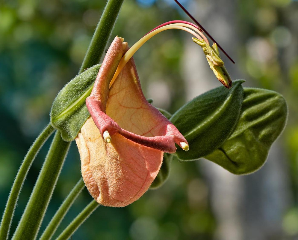 Louteridium donnell-smithii has a peach colored cup shaped flower with long curved stamens beside a ribbed green bud