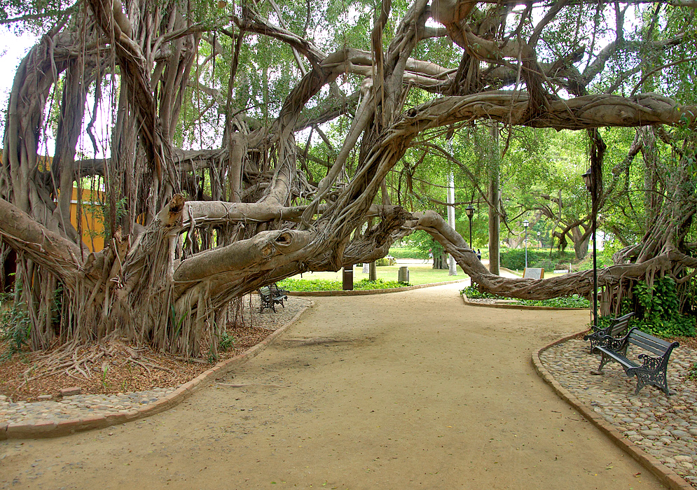 A large ficus tree with thick low branches sprawling above a dirt pathway