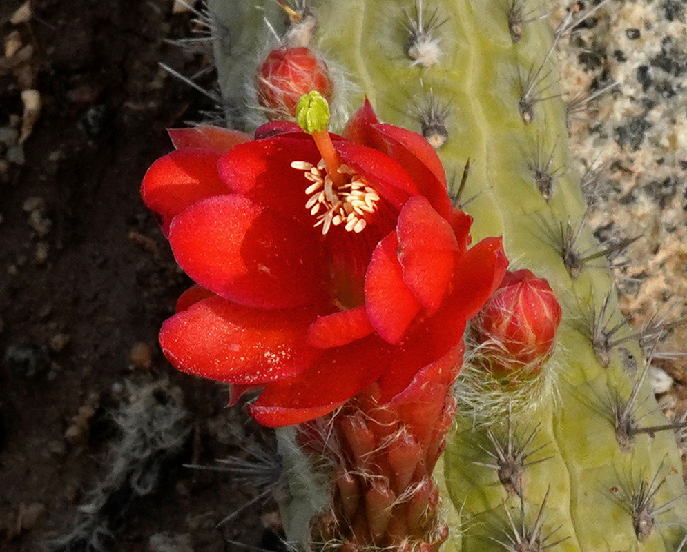 Red Loxanthocereus granditessellatus flowers open beside buds on a pale green spiny stem
