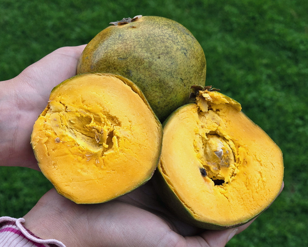 Lucuma bifera green fruit cut open to show dense golden yellow flesh and dark seeds