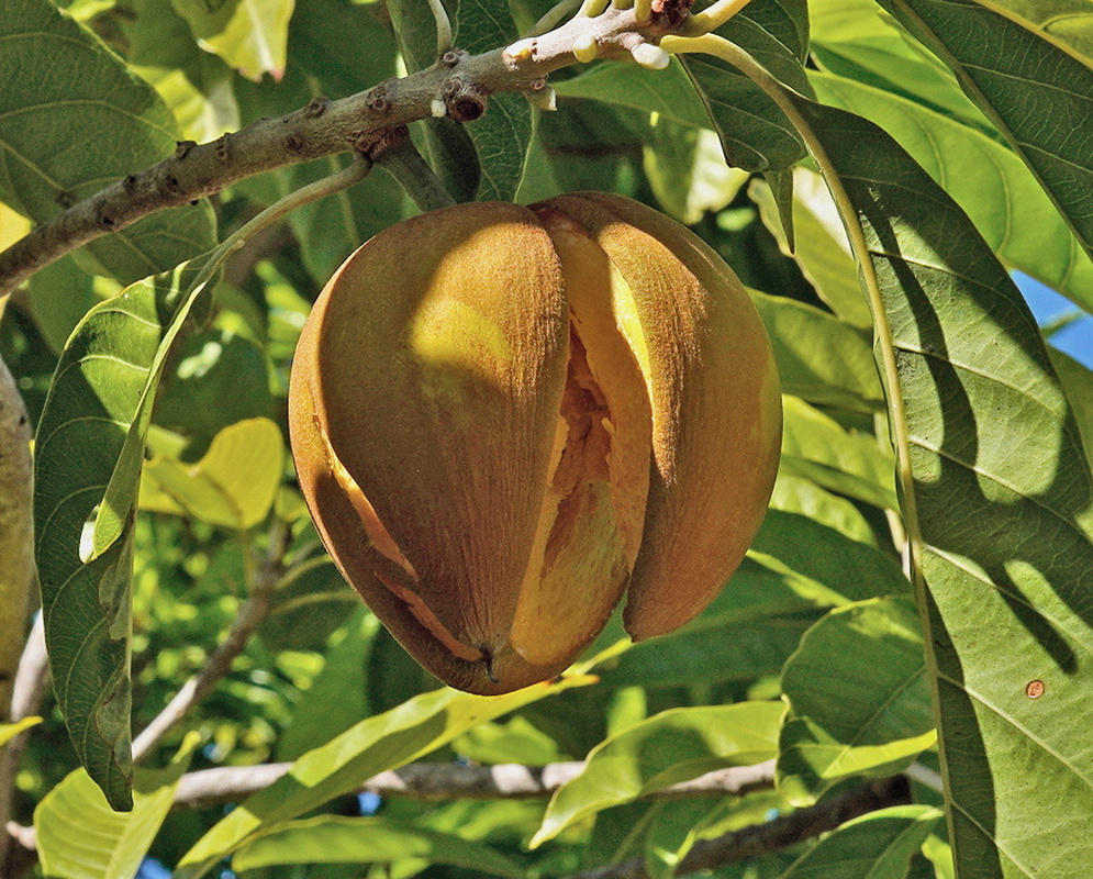 Lucuma campechiana ripe yellow brown canistel fruit splitting open among narrow green leaves