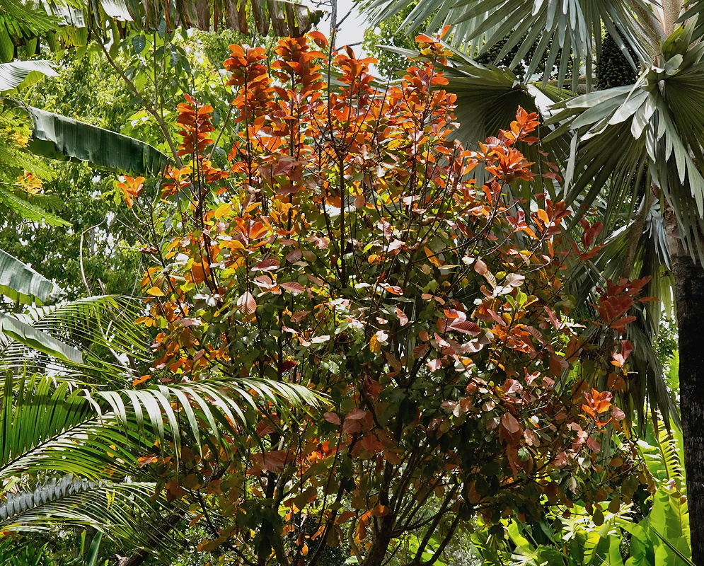 Lucuma dominigensis tree crown with dense copper red new growth among mature green leaves