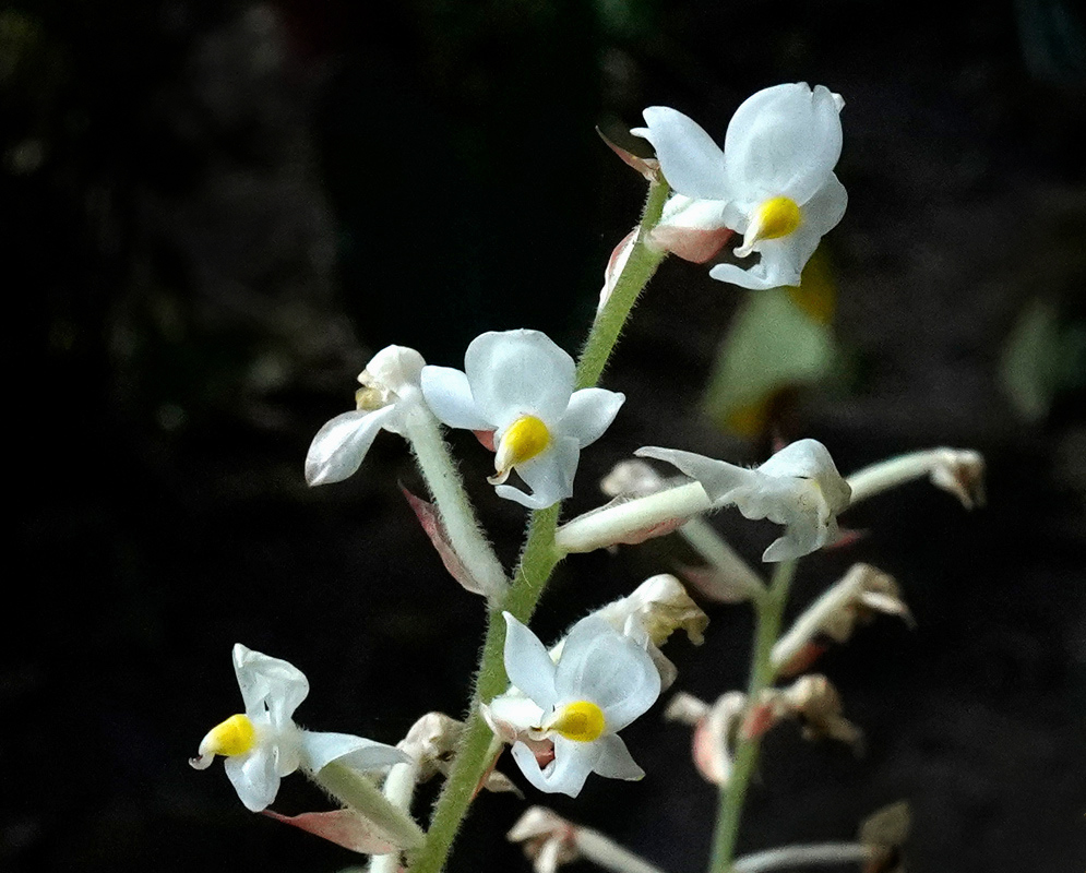 Small white Ludisia discolor flowers with yellow centres open along a slender upright stem