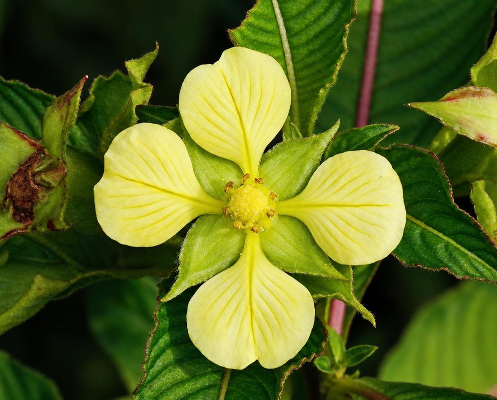 A pale yellow Ludwigia foliobracteolata flower has four broad veined petals beside a deeply veined leaf