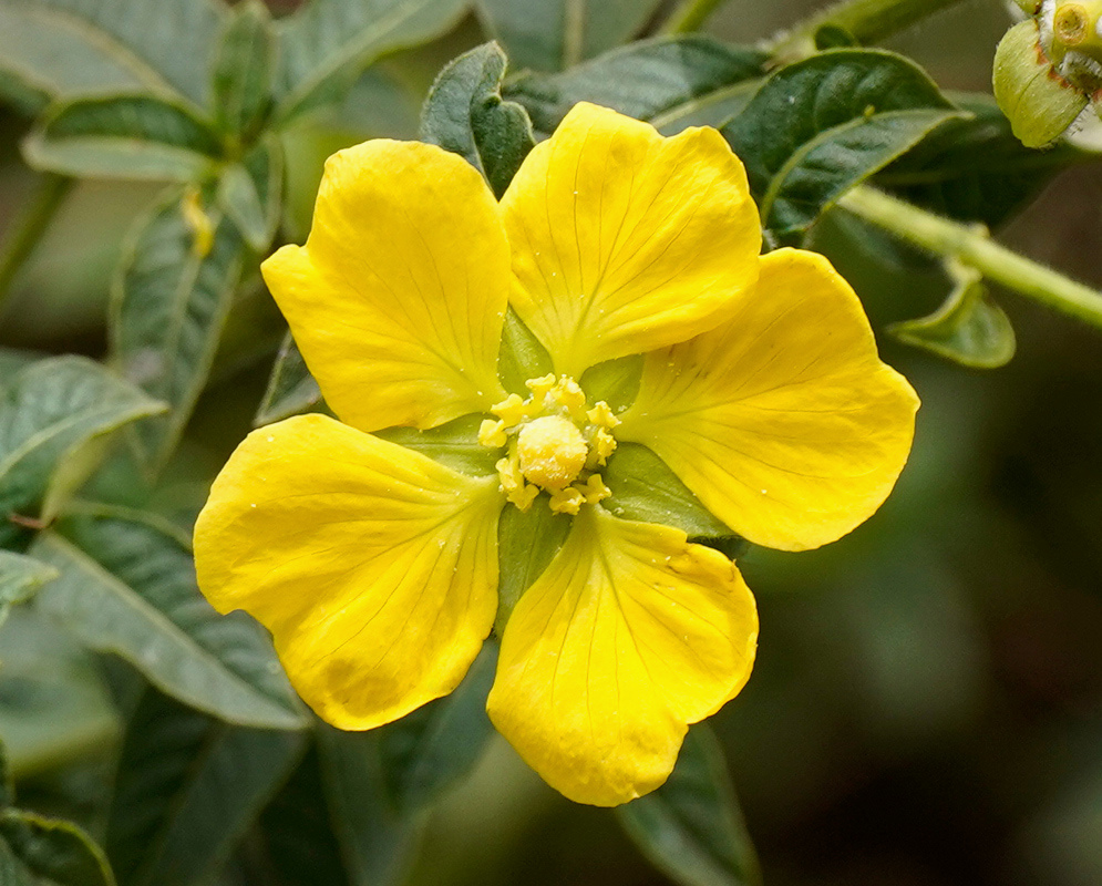 A bright yellow Ludwigia hexapetala flower opens beside fuzzy green buds