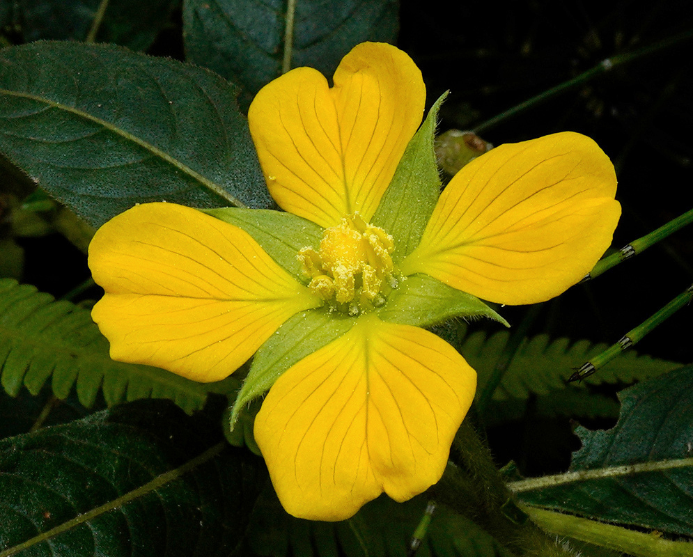 A yellow Ludwigia hyssopifolia flower spreads four veined petals around a pale green centre