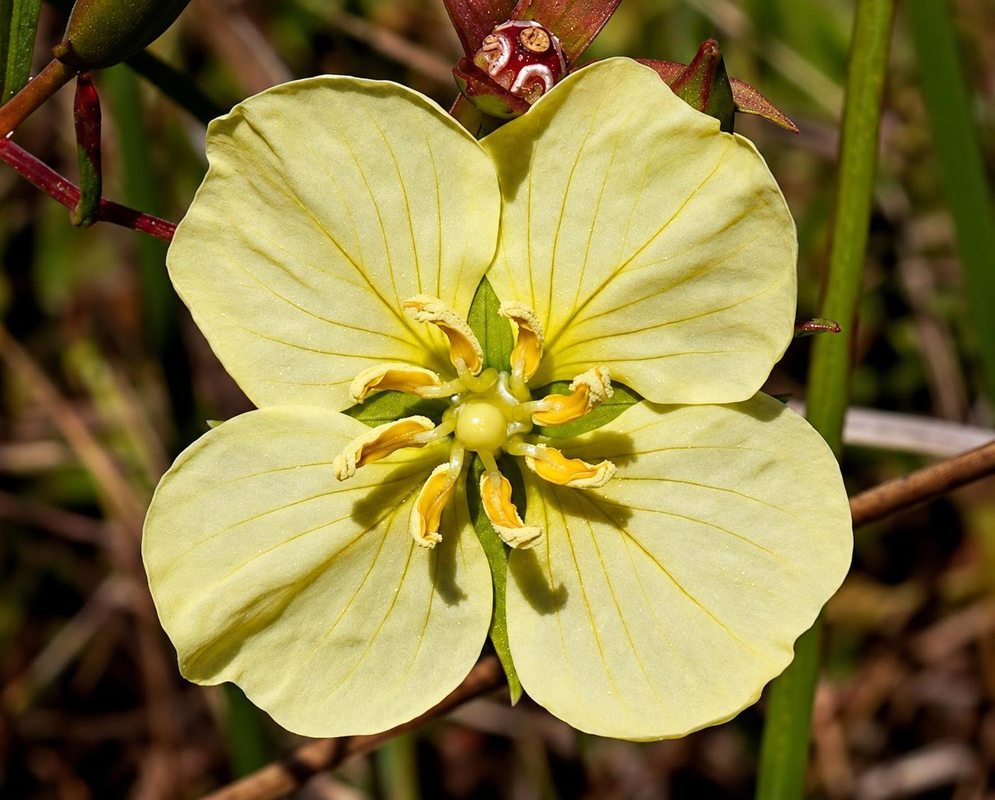 A pale yellow Ludwigia linearis flower spreads four veined petals around green stamens