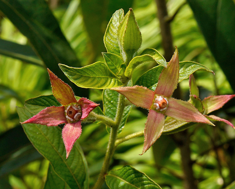 Reddish four-pointed Ludwigia octovalvis calyces surround developing green fruit capsules