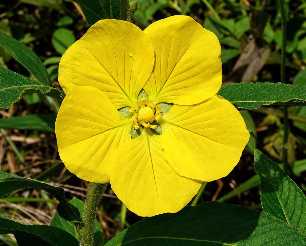 A bright yellow Ludwigia peploides flower has five rounded petals above green foliage