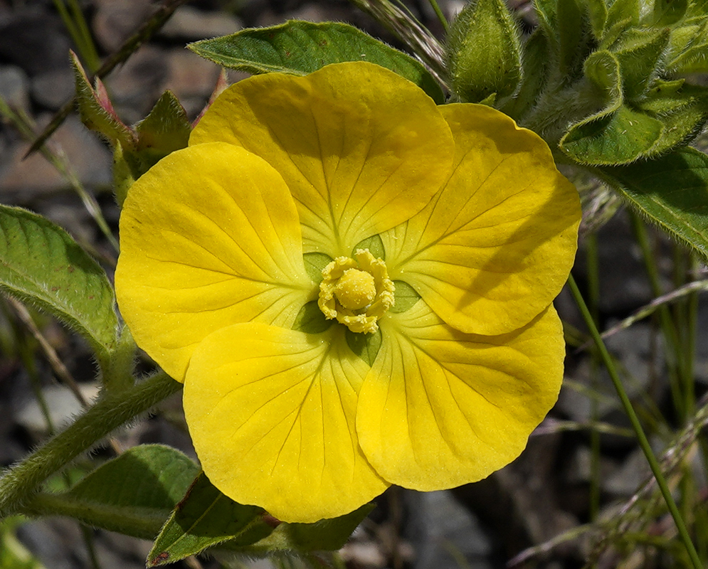 A  sunlit yellow Ludwigia peruviana flower