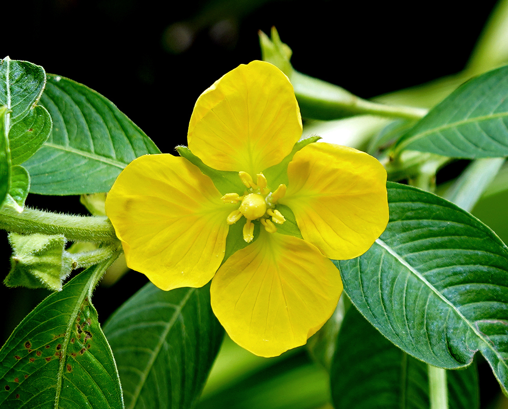 A bright all yellow Ludwigia peruviana flower