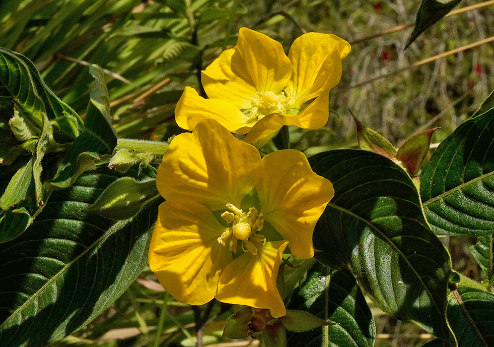 Two yellow Ludwigia peruviana flowers in sunlight