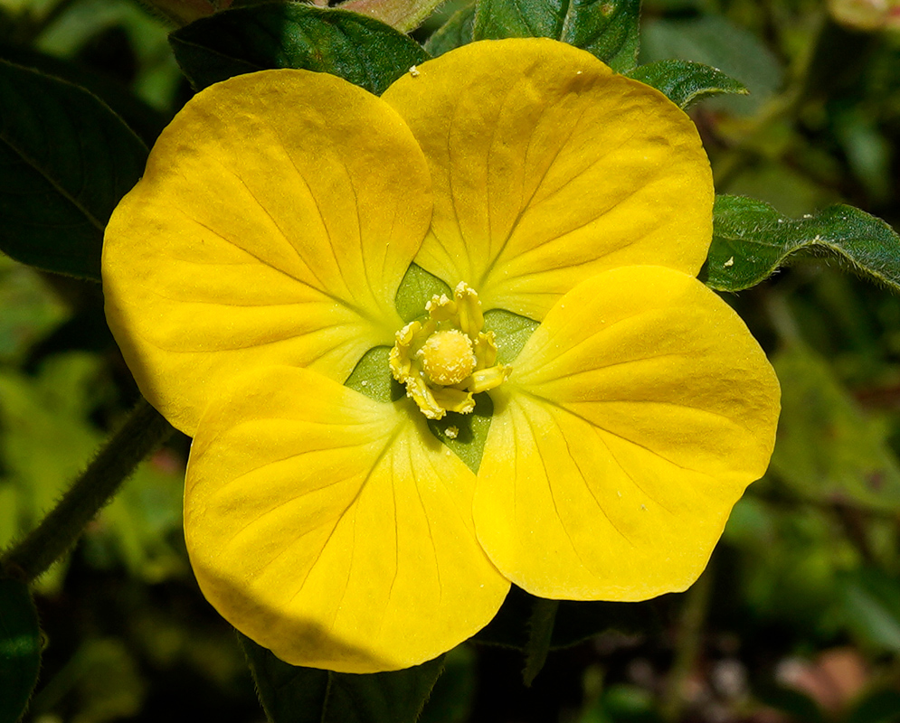A close-up of a bright yellow Ludwigia peruviana flower with four rounded petals and a detailed central cluster of stamens, surrounded by green foliage