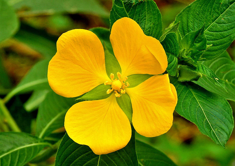 Bright yellow-orange ludwigia peruviana flower