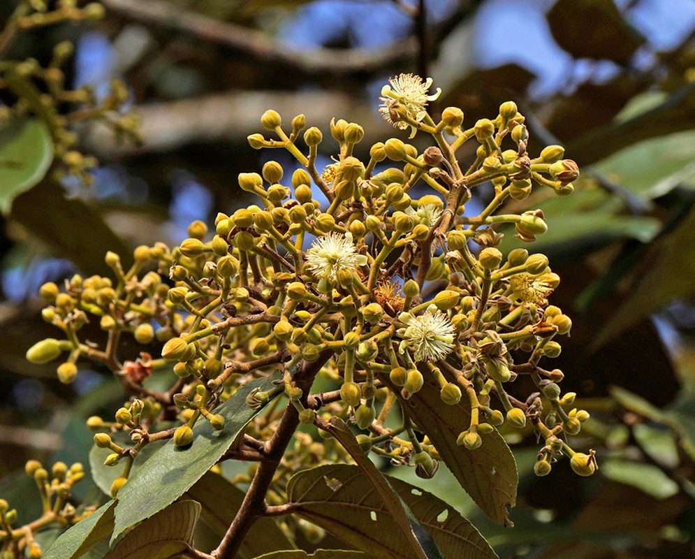 Creamy white Luehea seemannii flowers open among dense golden buds on a branching cluster