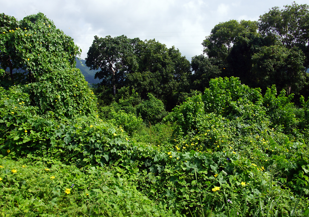 A blooming Luffa aegyptiaca vine covering bushes and trees