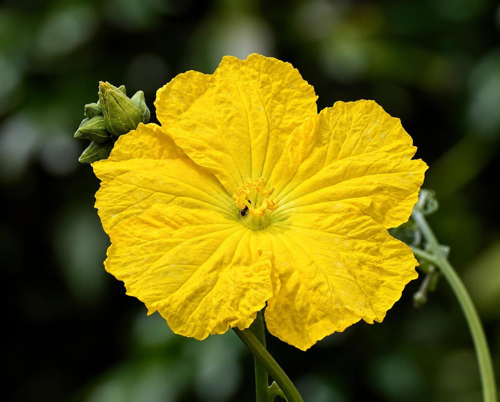 A bright yellow Luffa cylindrica flower displays five broad ruffled and deeply veined petals