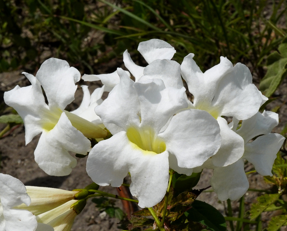 White Lundia corymbifera flower with a yellow throat in sunlight