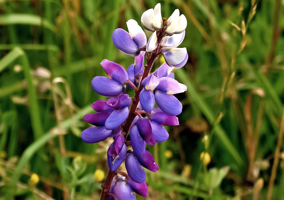 A spike of blue, magenta, white and yellow pea-like Lupinus bogotensis flowers