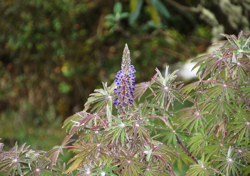 A purple and blue Lupinus bogotensis flower spike and wet olive green and red leaves
