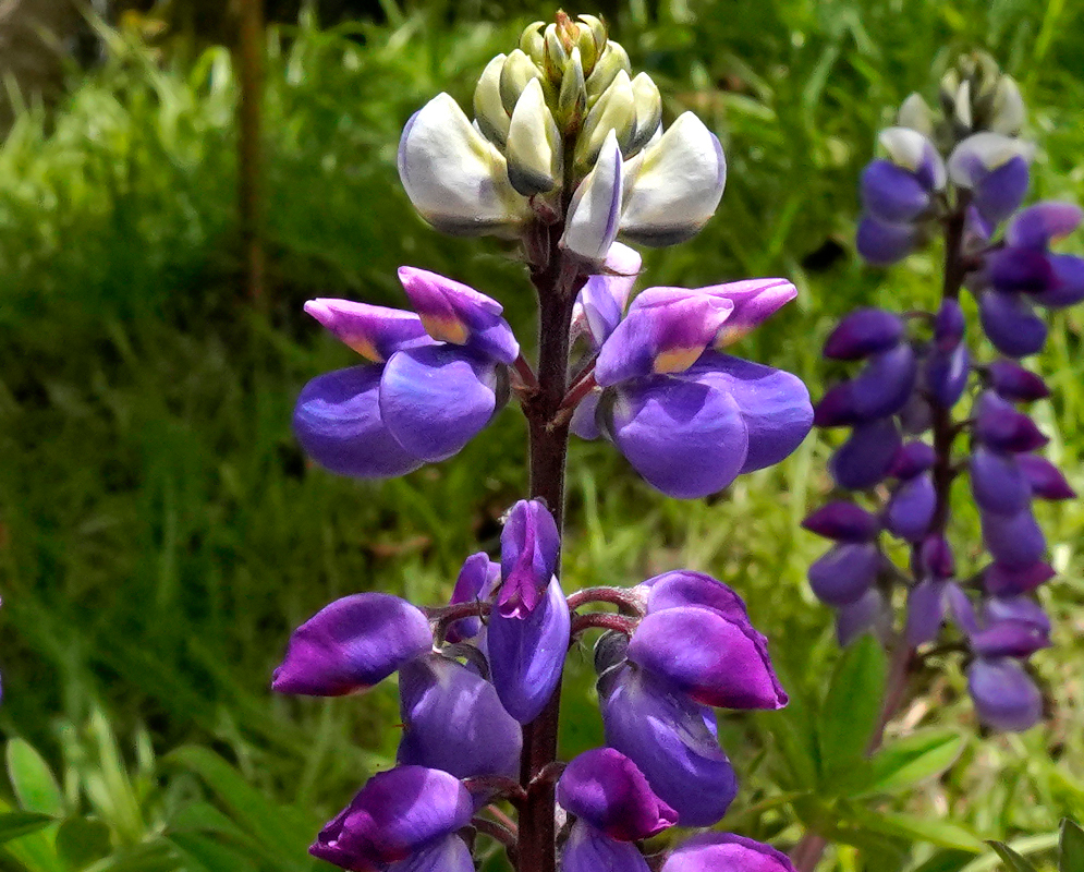Lupinus bogotensis spikes with blue, magenta and yellow pea-like flowers