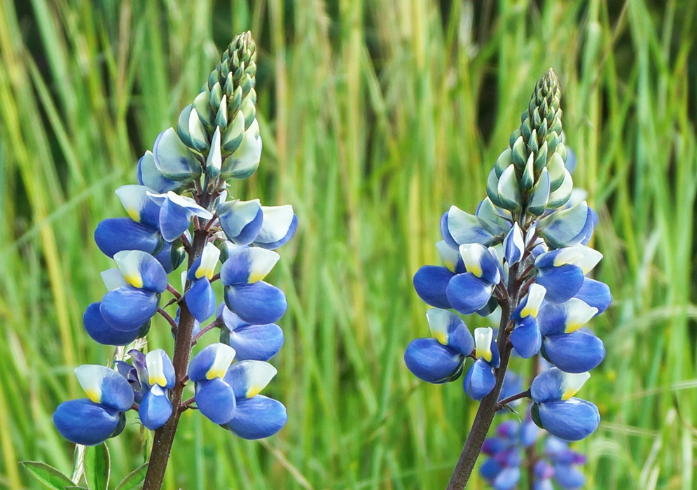 Two Lupinus bogotensis spikes with blue, white, and yellow pea-like flowers