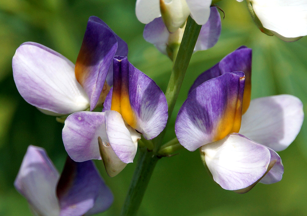 Two purple and white Lupinus mutabilis flowers with a yellow center