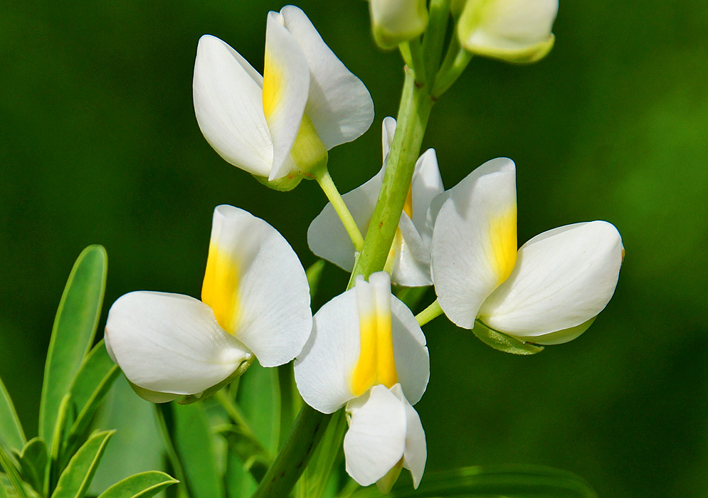 White Lupinus mutabilis flowers with yellow centers in sunlight