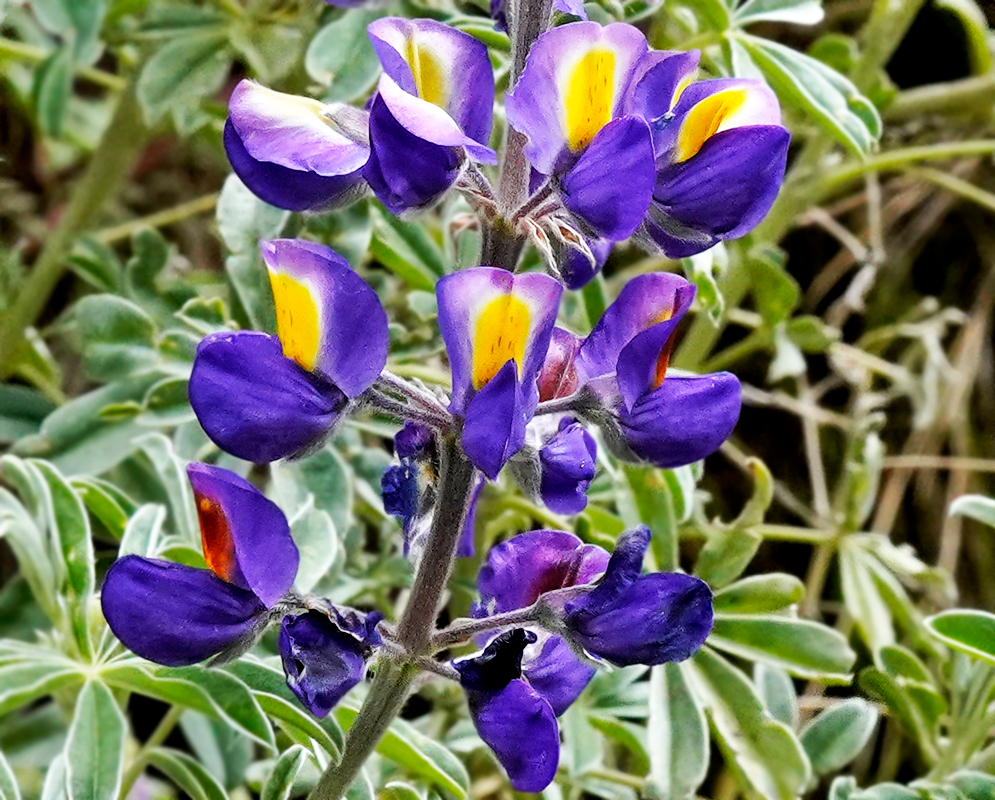 A Lupinus pubescens spike with purple and blue pea-like flowers in sunlight