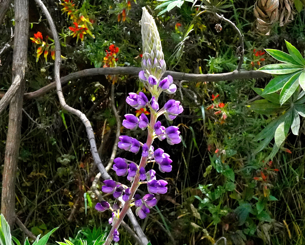 Purple and pink Lupinus flowers open beneath a tall cluster of pale green fuzzy buds