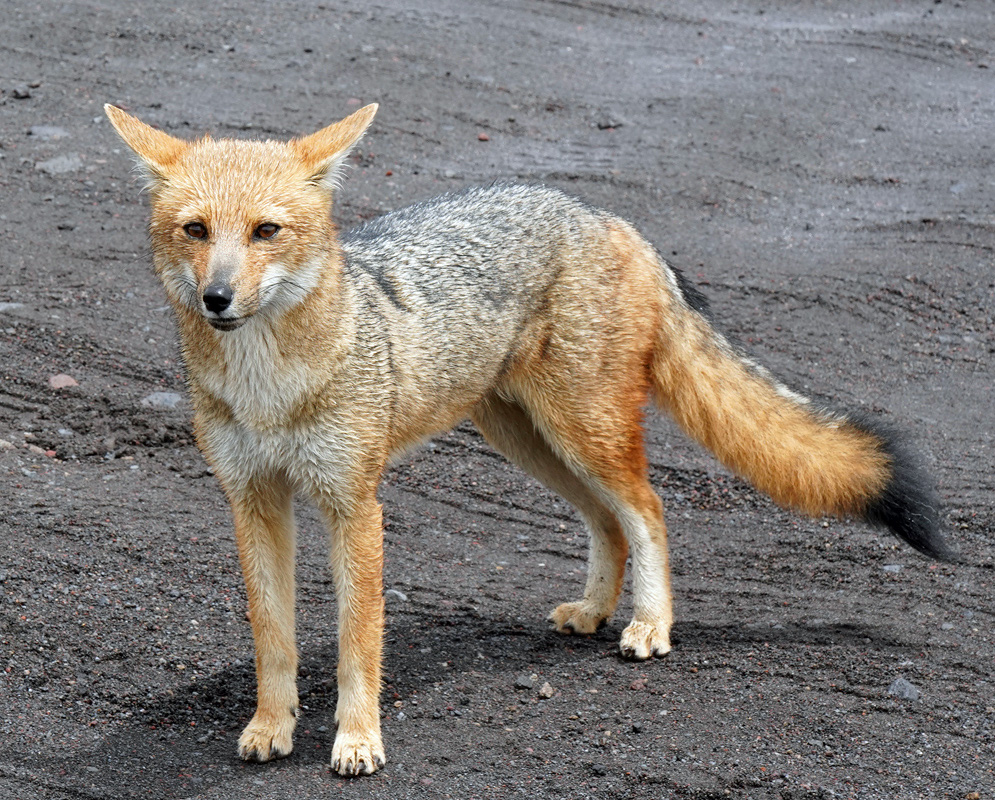 A Lycalopex culpaeus stands alert showing reddish legs a gray back and a full dark-tipped tail