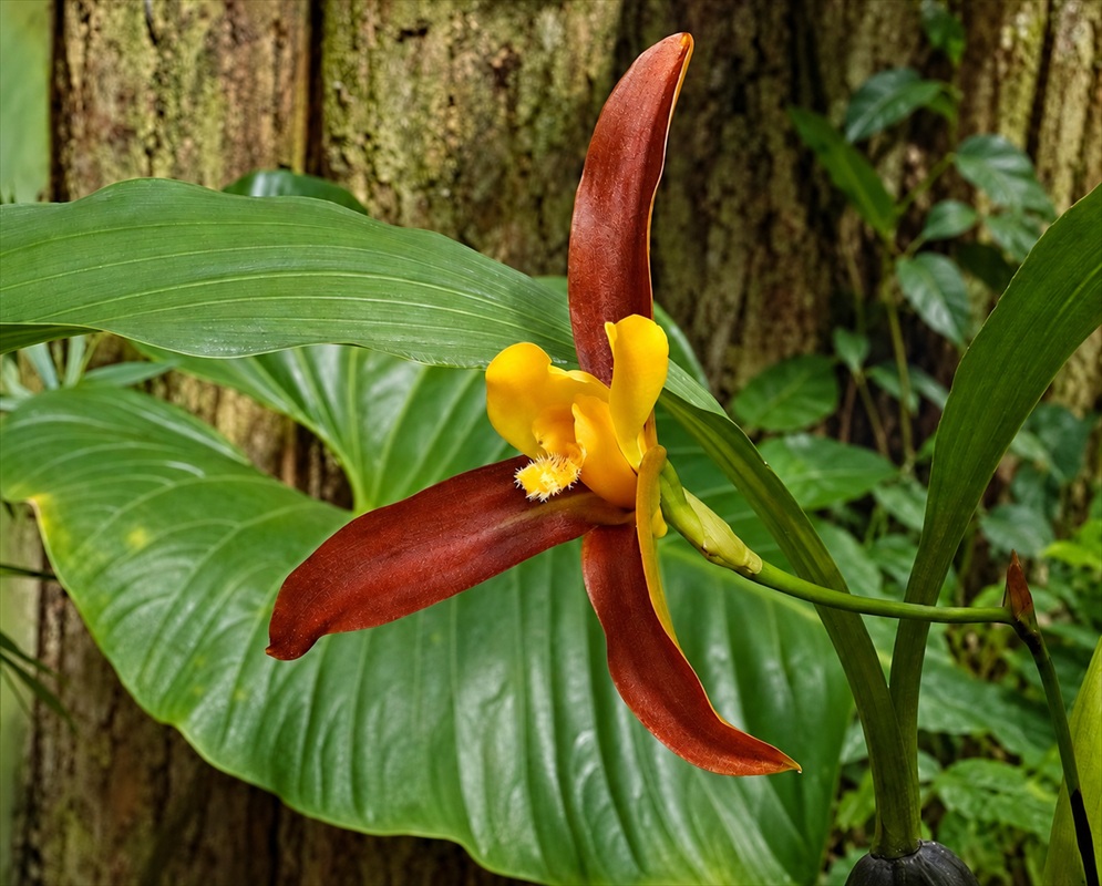 Brown-red Lycaste lasioglossa sepals surround pale central petals and a yellow hairy lip