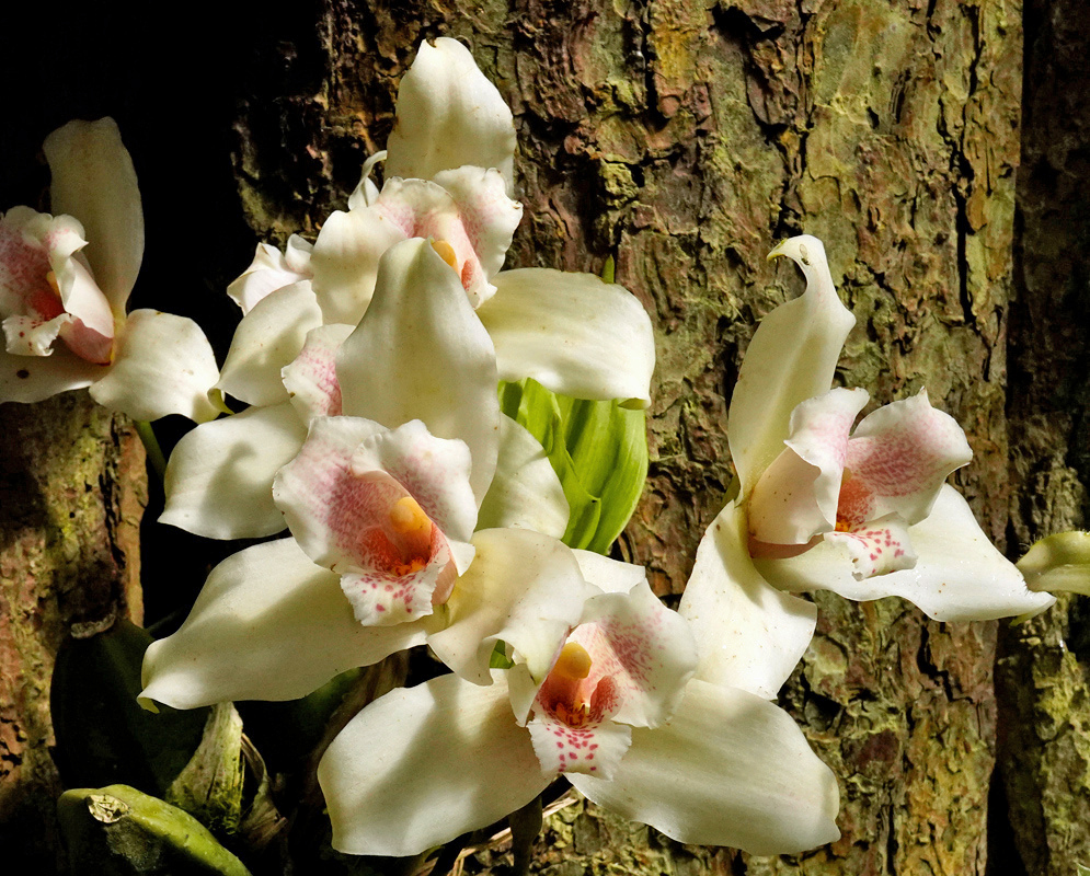 Creamy white Lycaste macrophylla flowers with pale pink centres cluster beside tree bark