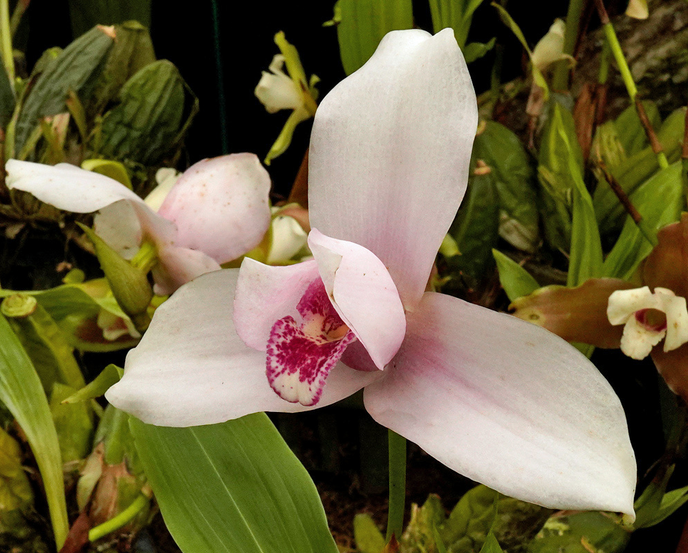 Pale pink Lycaste measuresiana sepals frame curled petals and a deep pink spotted lip