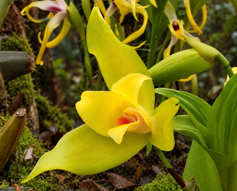 Yellow-green Lycaste schilleriana × macrobulbon sepals surround a golden lip with an orange centre