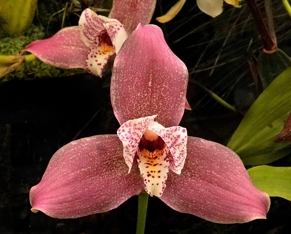 Dusky pink Lycaste smeeana sepals surround pale spotted petals and a dark red lip