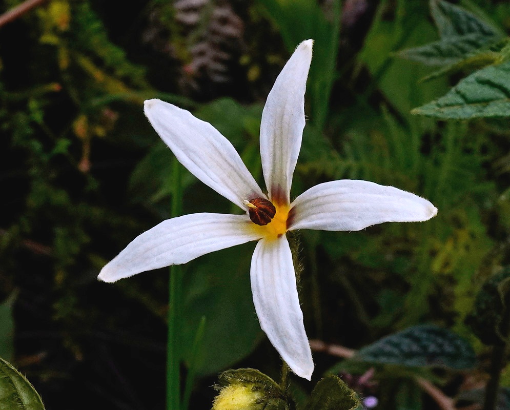 Lycianthes acutifolia white star-shaped flower with a yellow center and dark anthers
