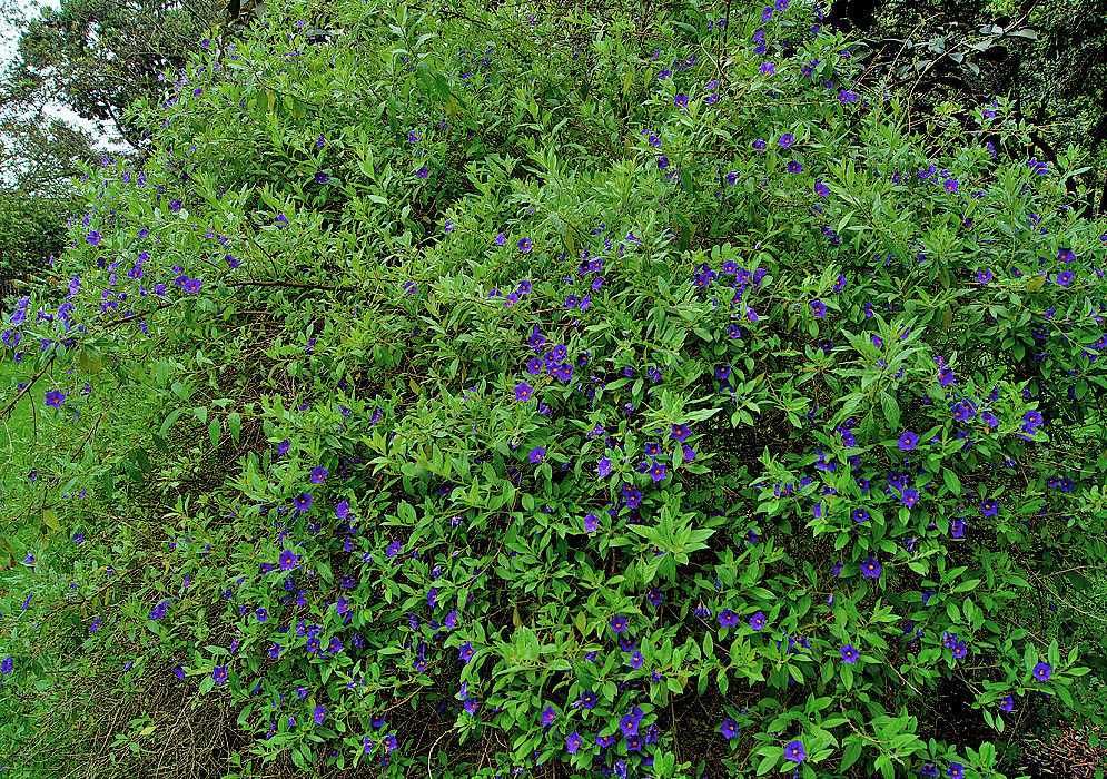 A large lycianthes lycioides bush with blue flowers