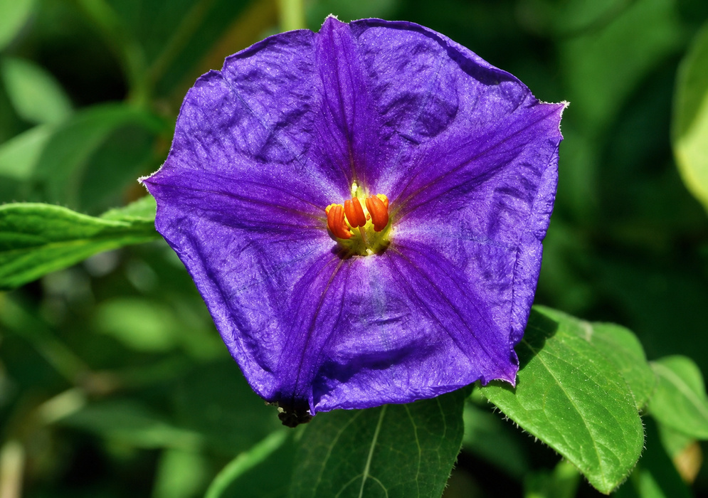 A purple blue Lycianthes lycioides flower with a yellow center and orange anthers